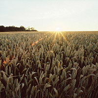 Wheatfield
