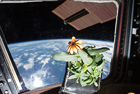 The possibility of astronauts being able to grow their own food has long been a focus for NASA.