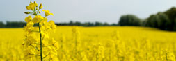 rape field