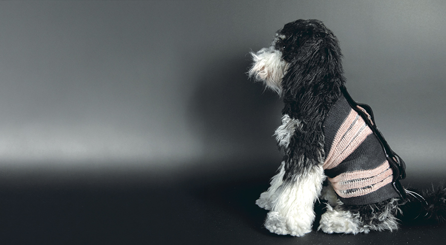 Liquid crystal elastomers were used to make a remotely operated compression jacket to provide ‘hugs’ to an anxious or upset dog.
