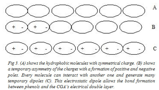 Fig 3. (A) shows the hydrophobic molecules with symmetrical charge. (B) shows a temporary asymmetry of the charges with a formation of positive and negative poles. Every molecule can interact with another one and generate many temporary dipoles (C). This electrostatic dipole allows the bond formation between phenols and the CGA’s electrical double layer.  