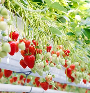 /-/media/images/news/2026/1/strawberrybayer_listing.ashx?h=300&w=290&hash=4095AF789F598BED5347092D7941820C