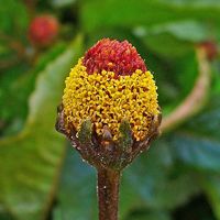 Acmella oleracea by H. Zell