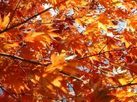 maple