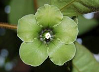 Deherainia