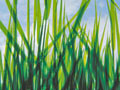 lignocellulosic