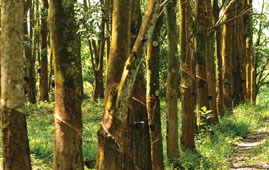 forest