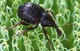salvinia weevil - photo: Scott Bauer