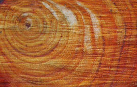 tree rings