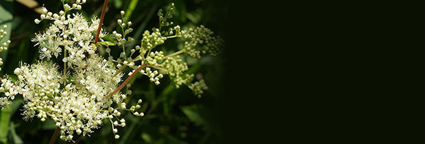 meadowsweet (Filipendula ulmaria photo by Hans Hillewaert)