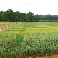 Agrisciences Group_Rothamsted Visit 2015