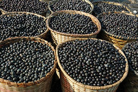 Acai berries