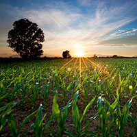 Agri Innovation 2015