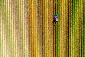 aerial view of crops and tractor