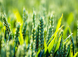 crops