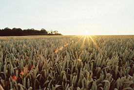 Wheat