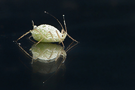aphid