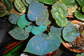 Begonia Pavonina, with its distinctive blue, iridescent leaves.
