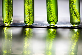 Biodiesel