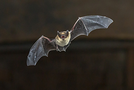 Bats