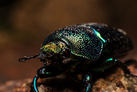 Beetle