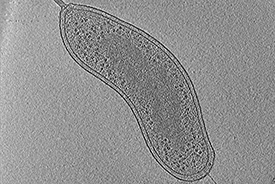 Bdellovibrio bacteriovorus could help clear otherwise lethal infections.
