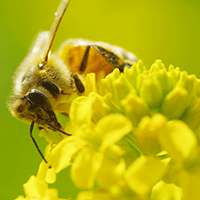 Bee