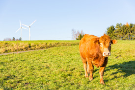 Cow and turbines