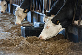 cattle feeding