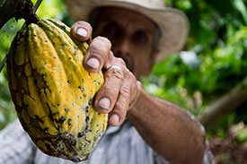 cocoa_tropical oils event 2017