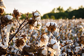 Cotton field