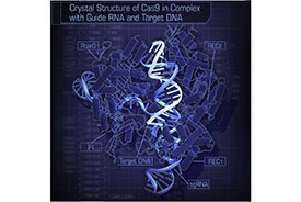 The CRISPR-associated endonuclease Cas9 can be targeted to specific genomic loci by single guide RNAs (sgRNAs).