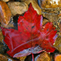 maple leaf