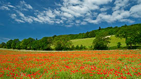 countryside