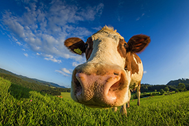 cow