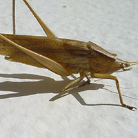 Cricket