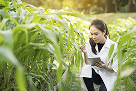 Biotechnology woman engineer examining plant leaf for disease
