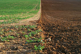 field