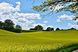 fields
