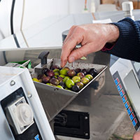 Olives being weighed