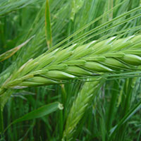 close up of green field