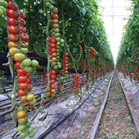 Tomatoes