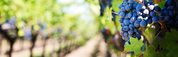 highlights grapes