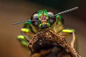 Insect 1