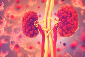 Kidneys