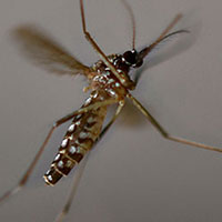 Using Genetic Engineering to Combat Disease-Carrying Mosquitoes