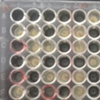 bee larvae