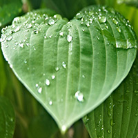leaf