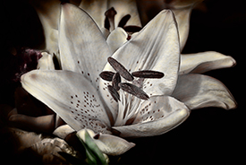 Bouquet of lilies.