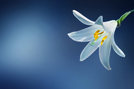 A single lily.